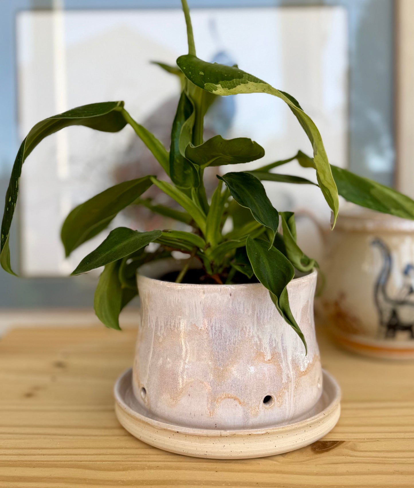 ✨Seconds✨All inOne planter